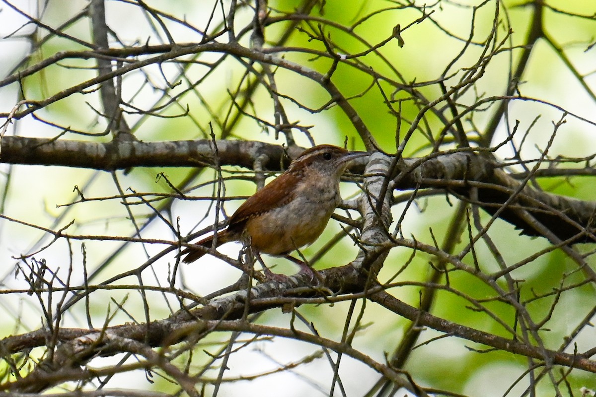 Carolina Wren - ML620218617