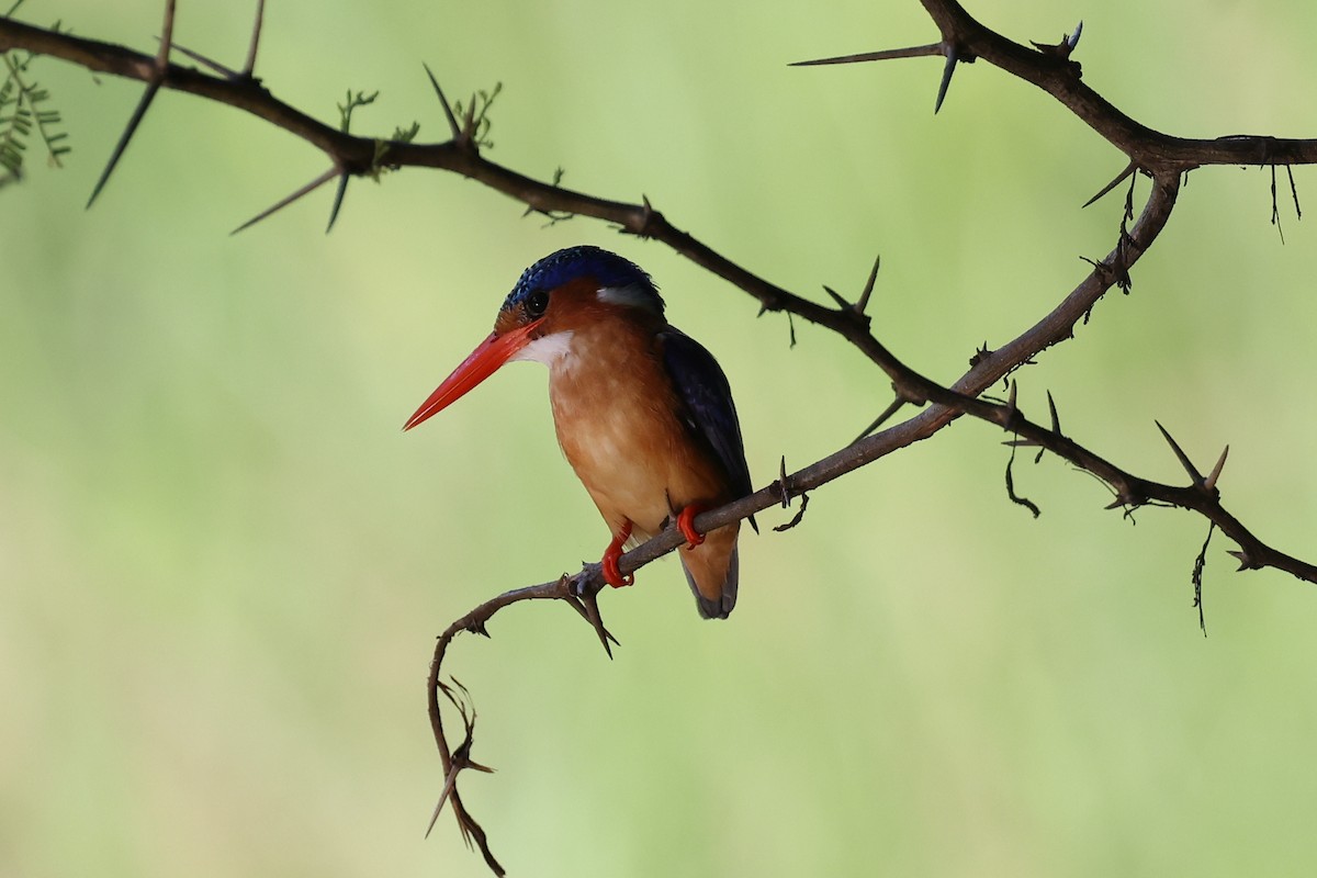 Malachite Kingfisher - ML620218628