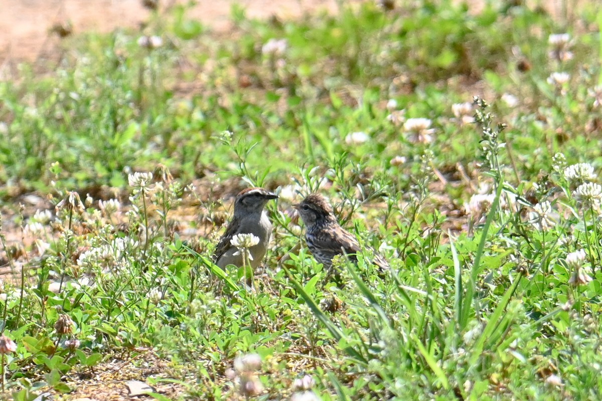 Chipping Sparrow - ML620218630