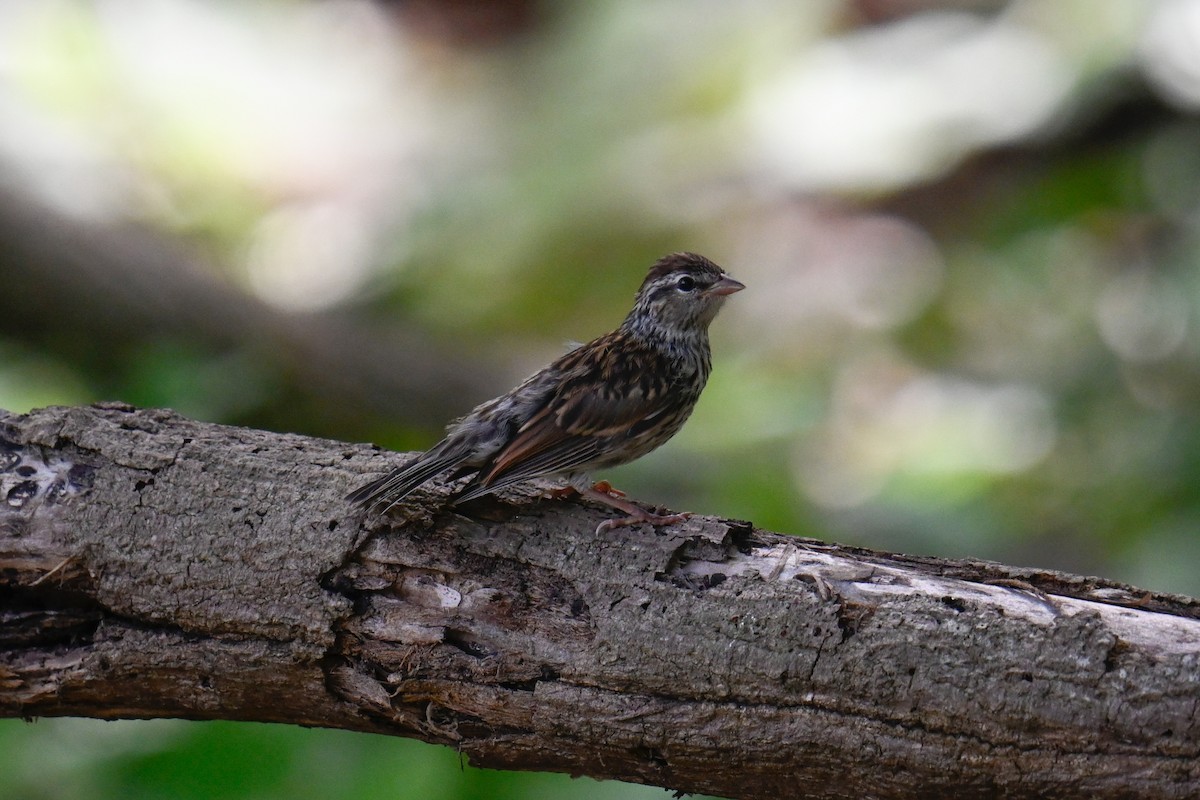 Chipping Sparrow - ML620218632