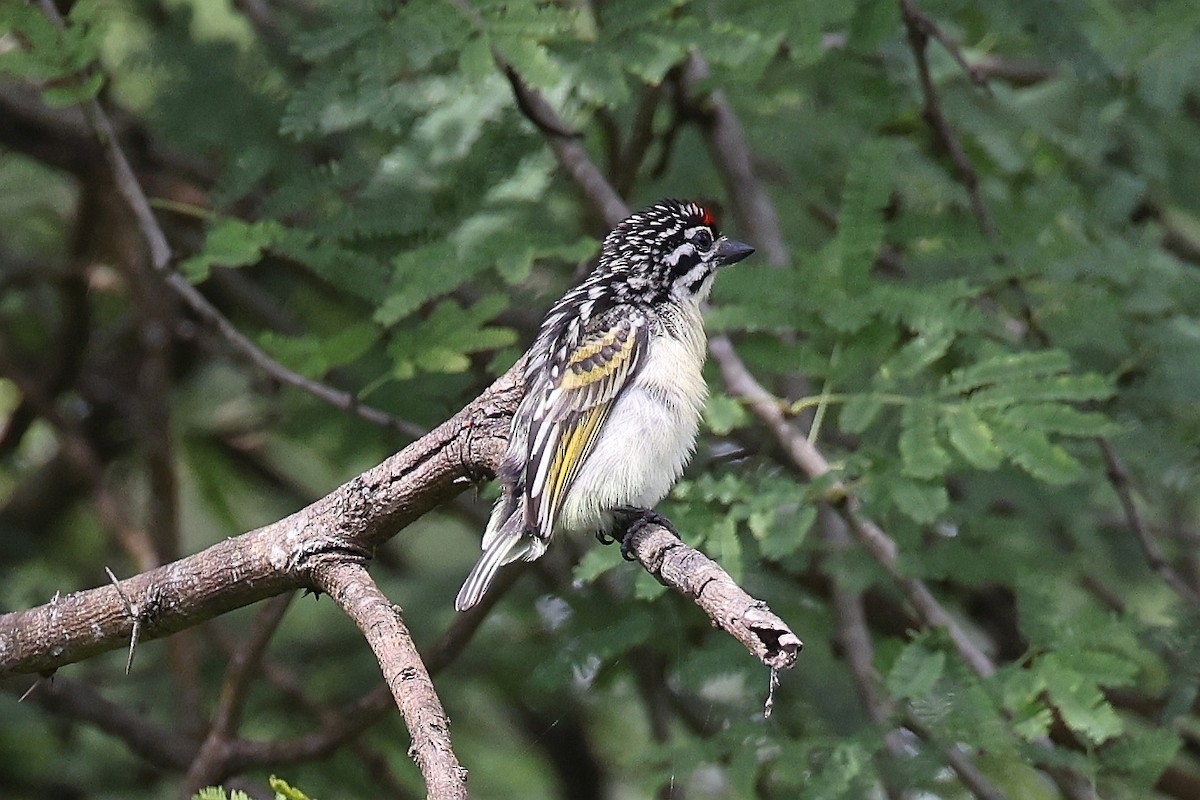 Red-fronted Tinkerbird - ML620218636