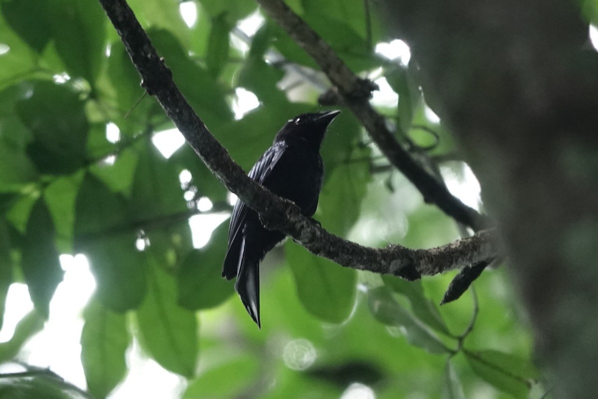 Drongo de forêt - ML620218637