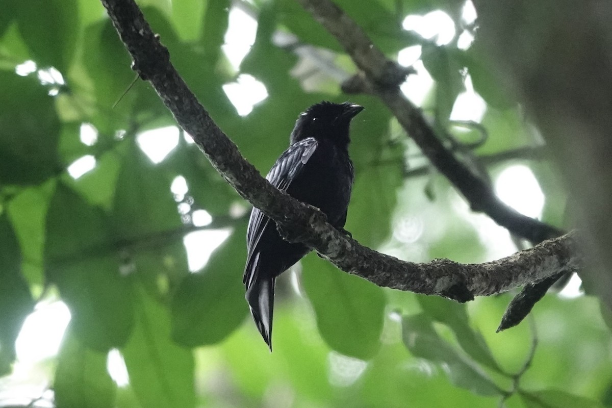 Drongo de forêt - ML620218639