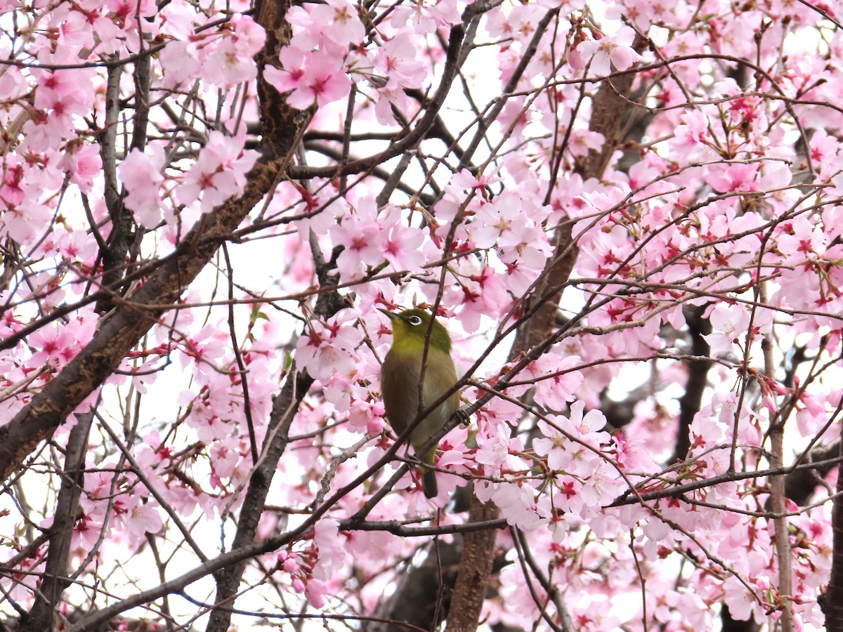 Warbling White-eye - ML620218647