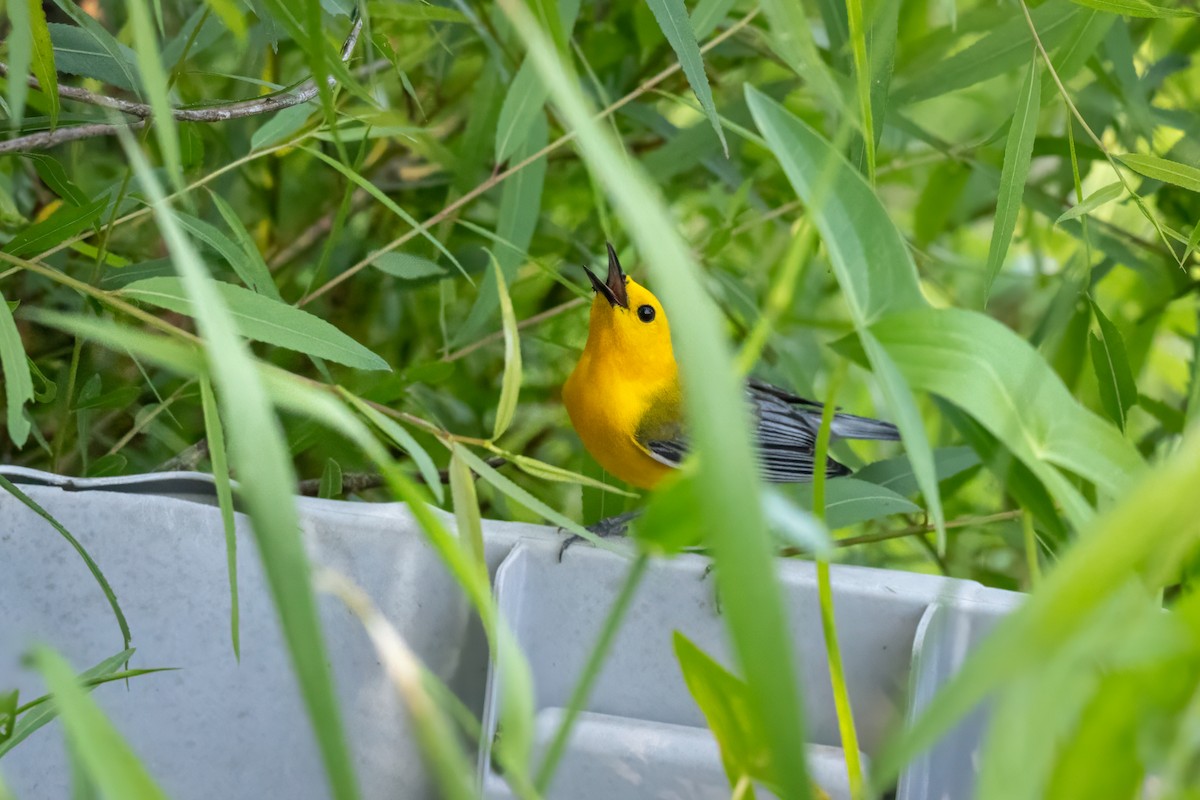 Prothonotary Warbler - ML620218654