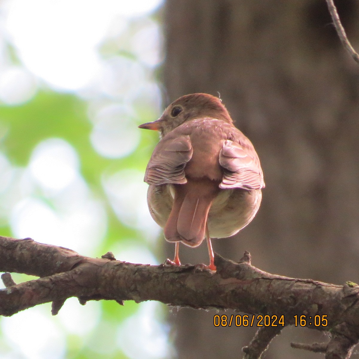 Hermit Thrush - ML620218669