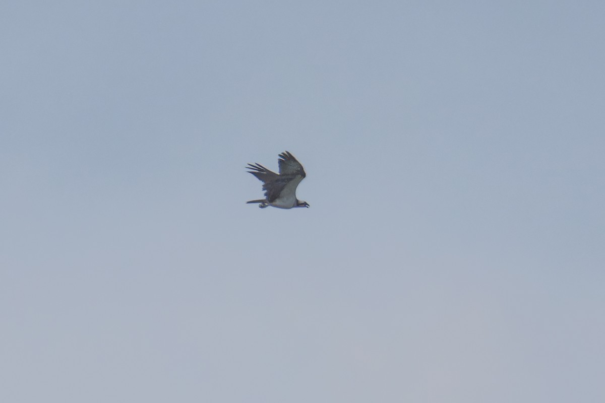 Águila Pescadora (haliaetus) - ML620218680