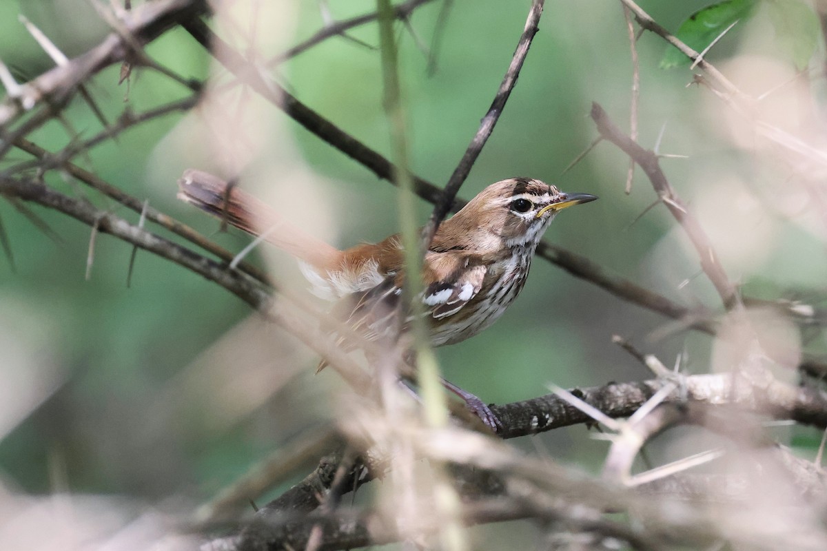 Red-backed Scrub-Robin - ML620218685