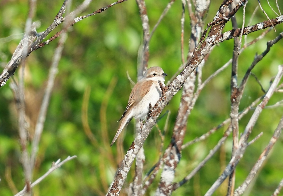 Pie-grièche écorcheur - ML620218690