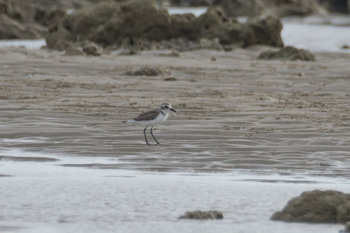 Tibetan Sand-Plover - ML620218694