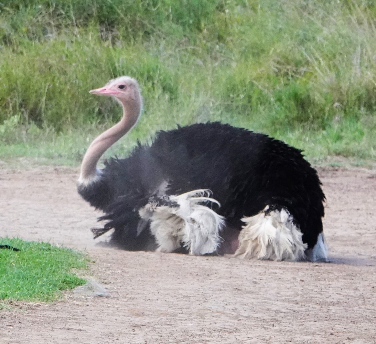 Common Ostrich - ML620218695