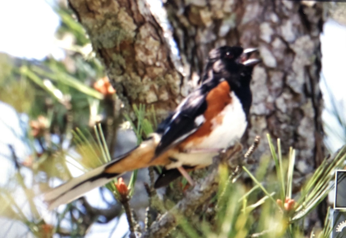 Eastern Towhee - ML620218703