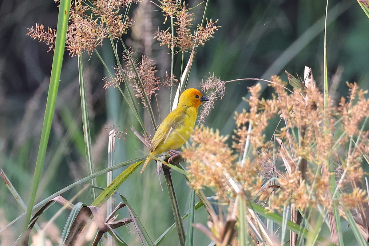 Golden Palm Weaver - ML620218707