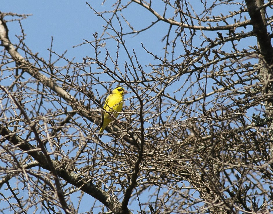 Yellow-breasted Greenfinch - ML620218709