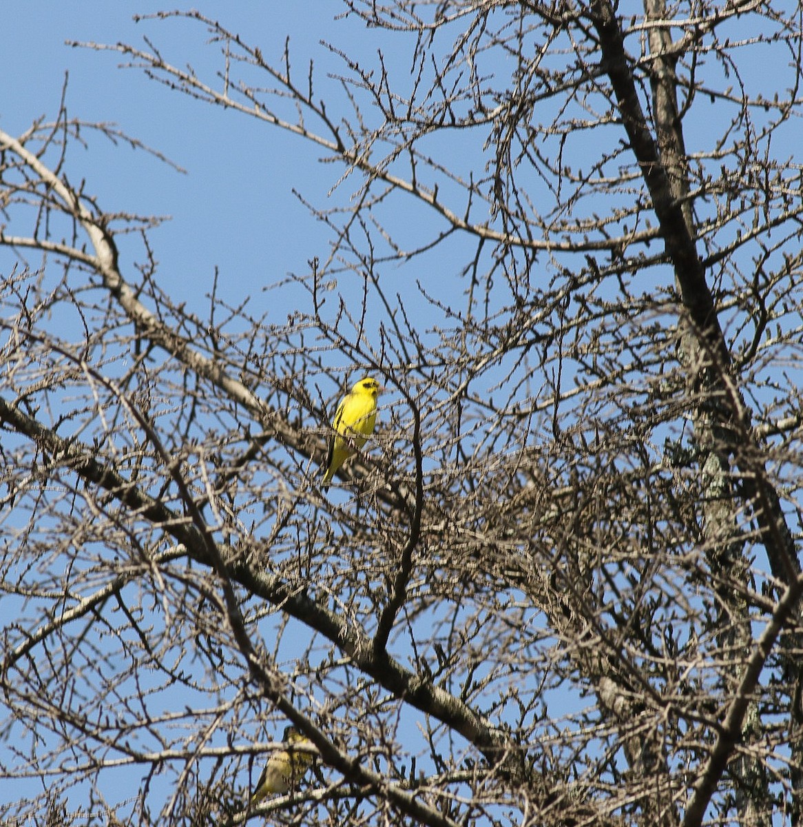 Yellow-breasted Greenfinch - ML620218710