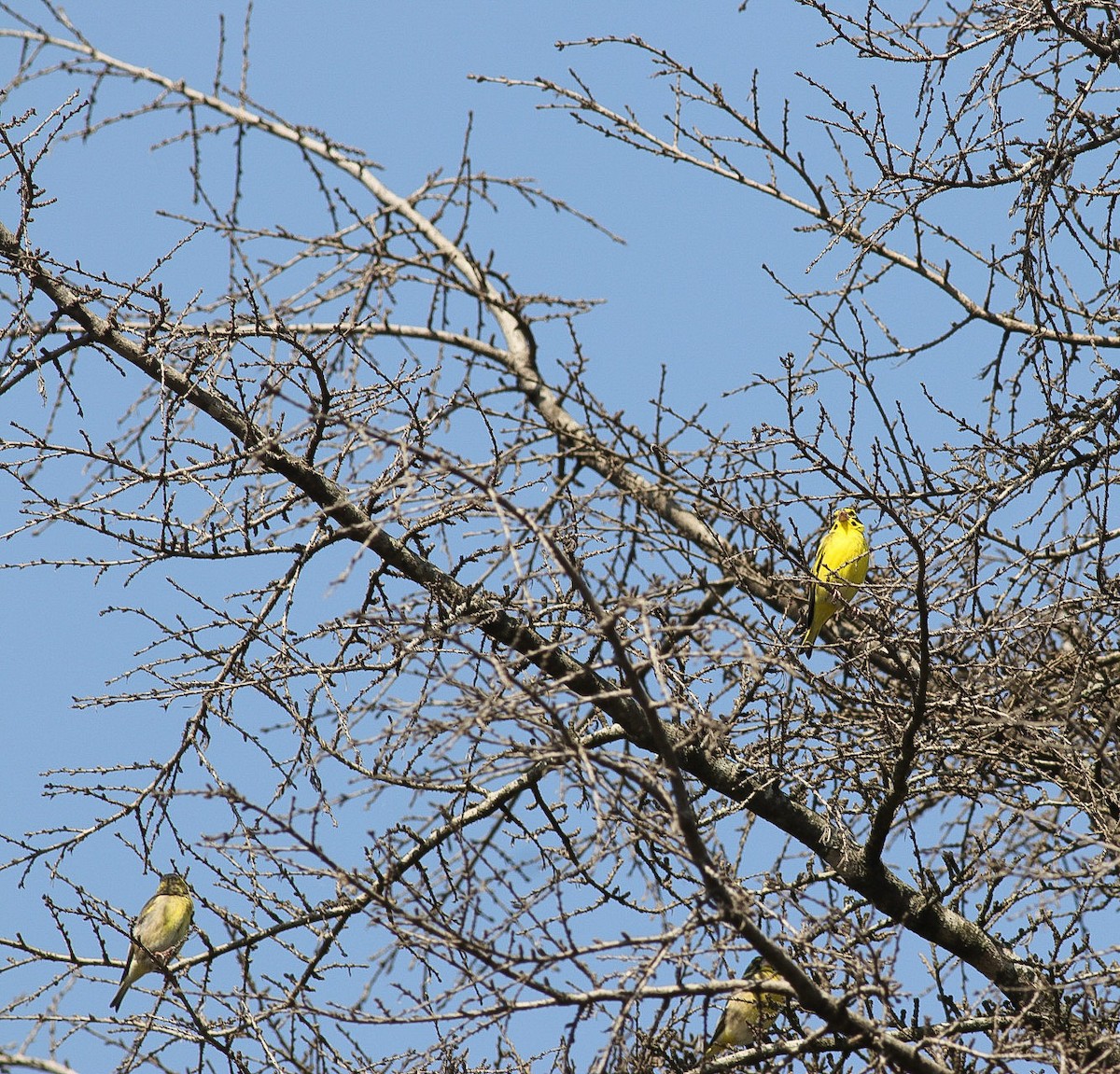 Yellow-breasted Greenfinch - ML620218711