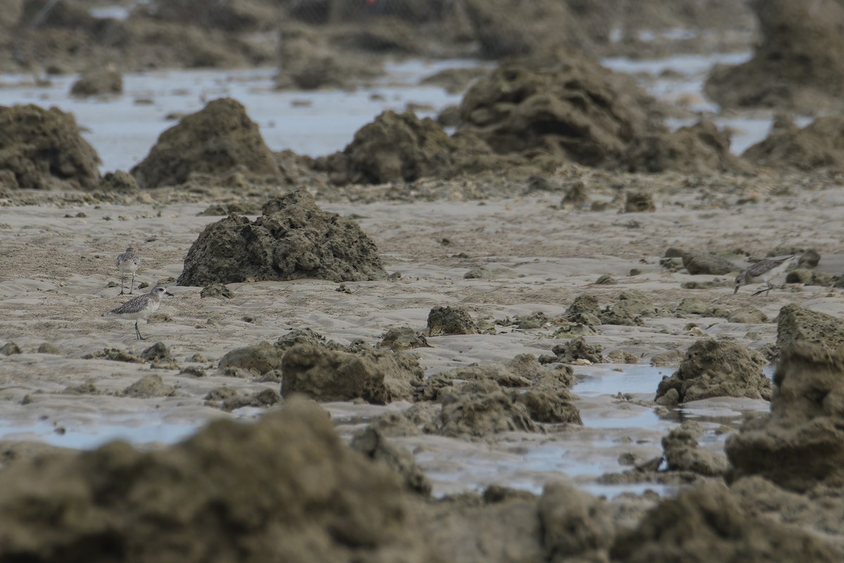 Black-bellied Plover - ML620218713