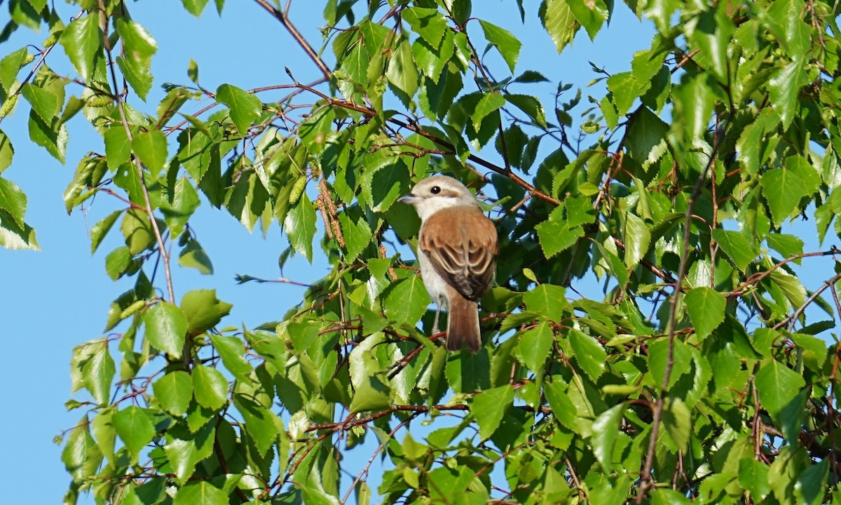 Red-backed Shrike - ML620218715