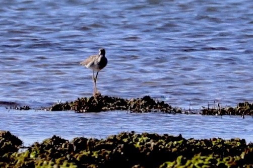 Greater Yellowlegs - ML620218717