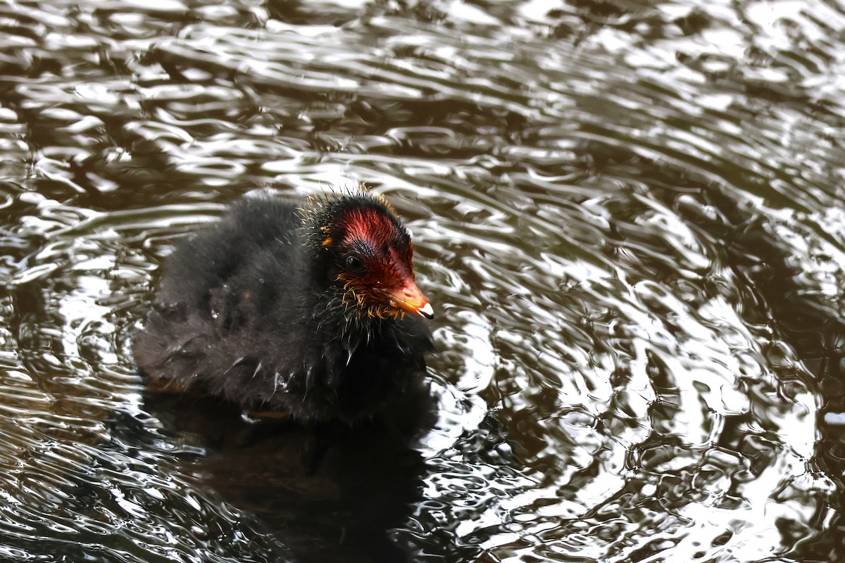 Eurasian Coot - ML620218719