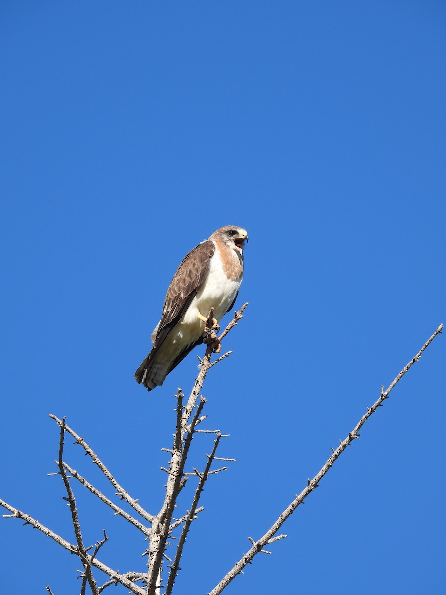 Swainson's Hawk - ML620218722