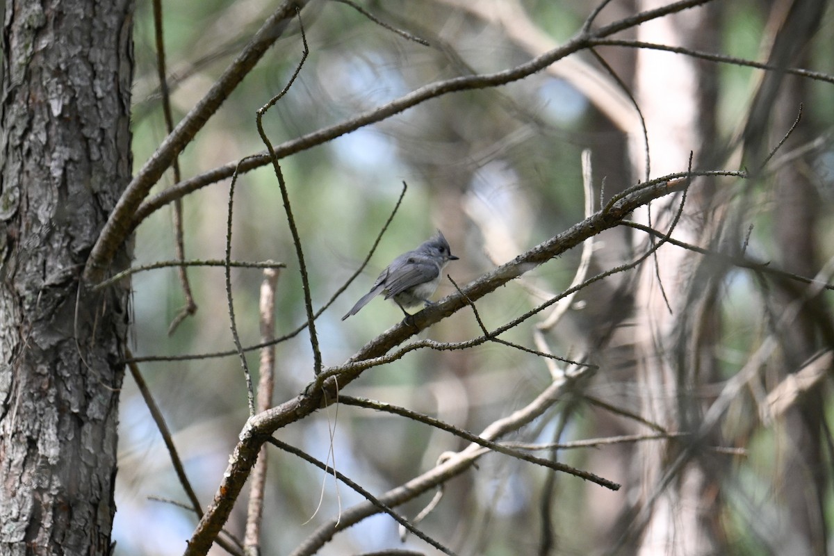 Tufted Titmouse - ML620218724