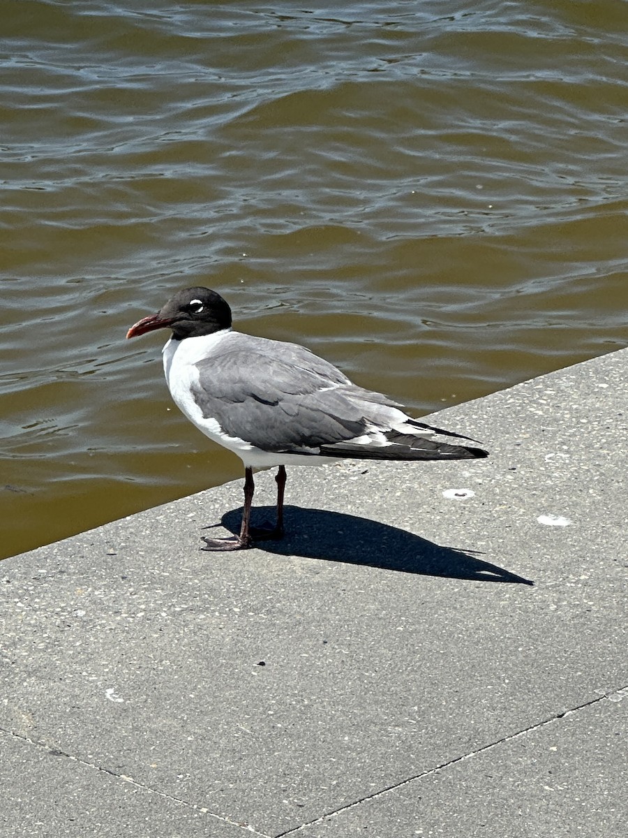 Laughing Gull - ML620218731