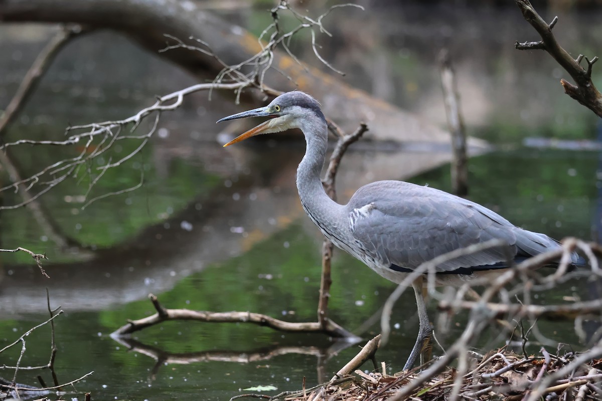 Gray Heron - ML620218737