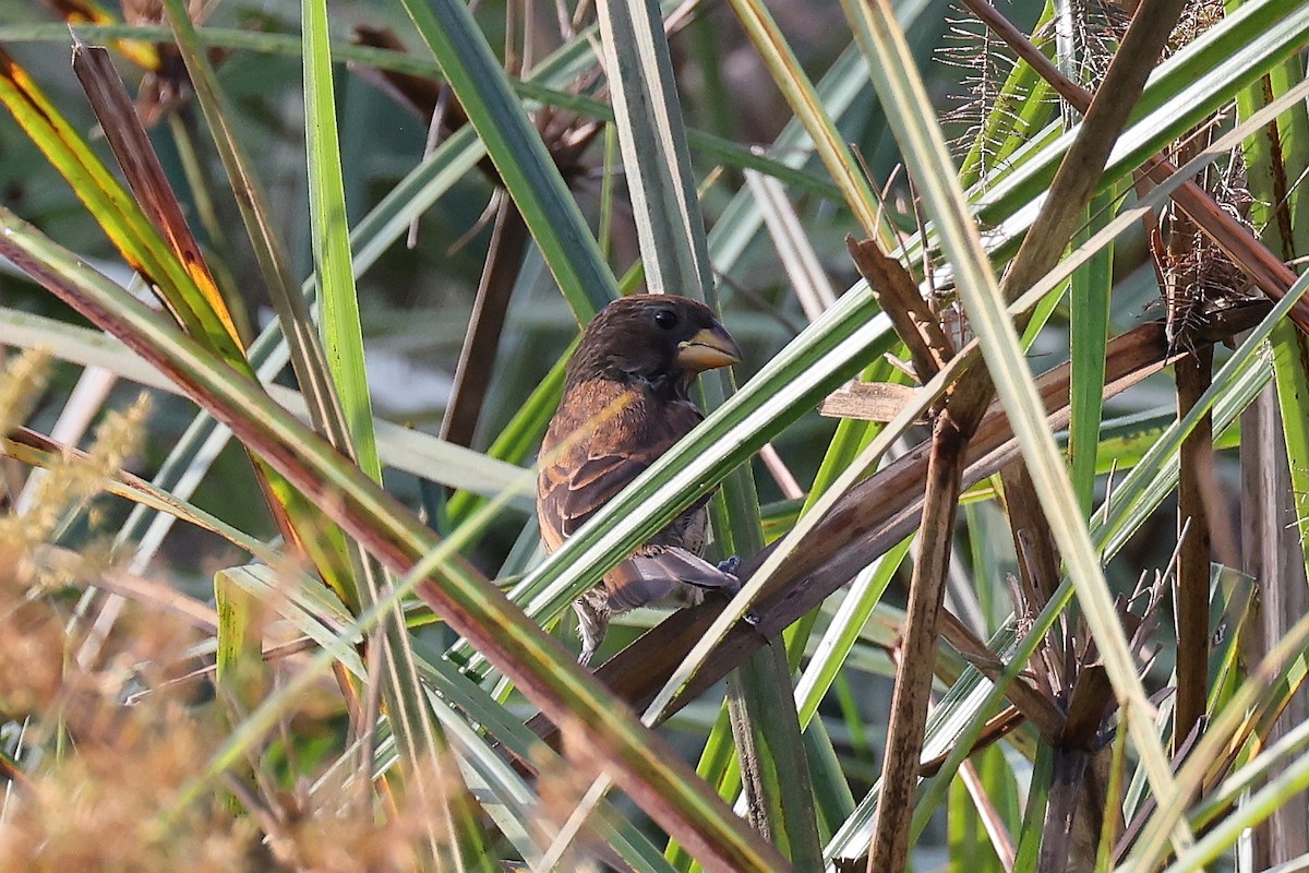 Grosbeak Weaver - ML620218745