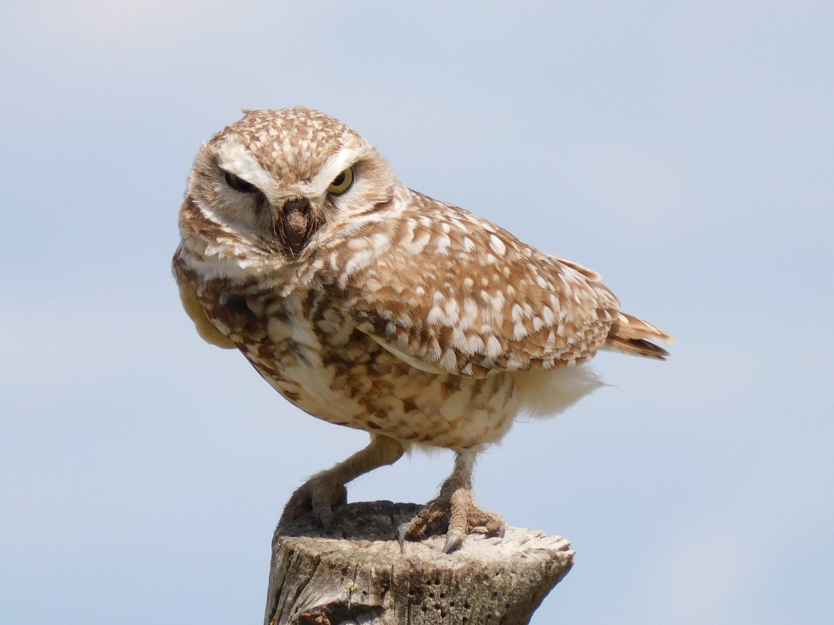 Burrowing Owl - ML620218750