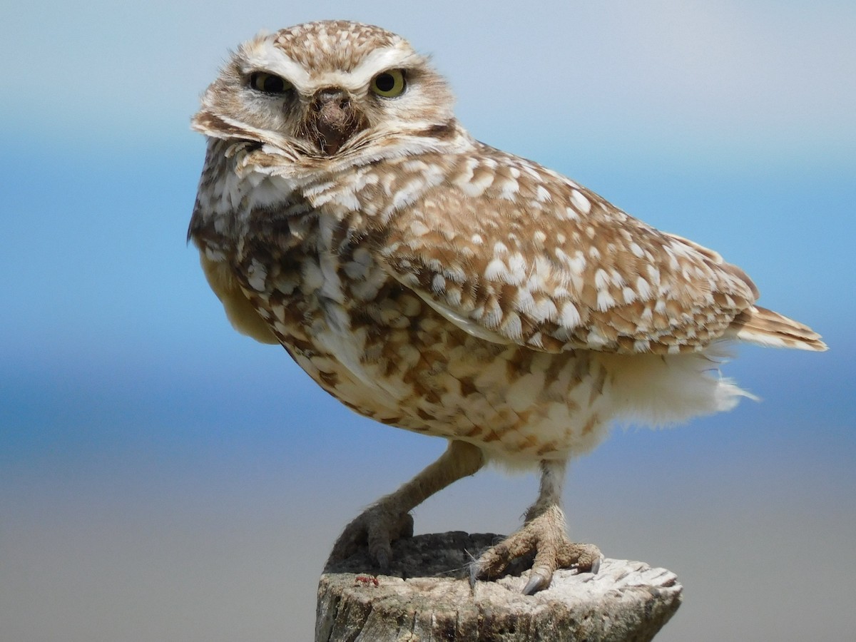 Burrowing Owl - ML620218756