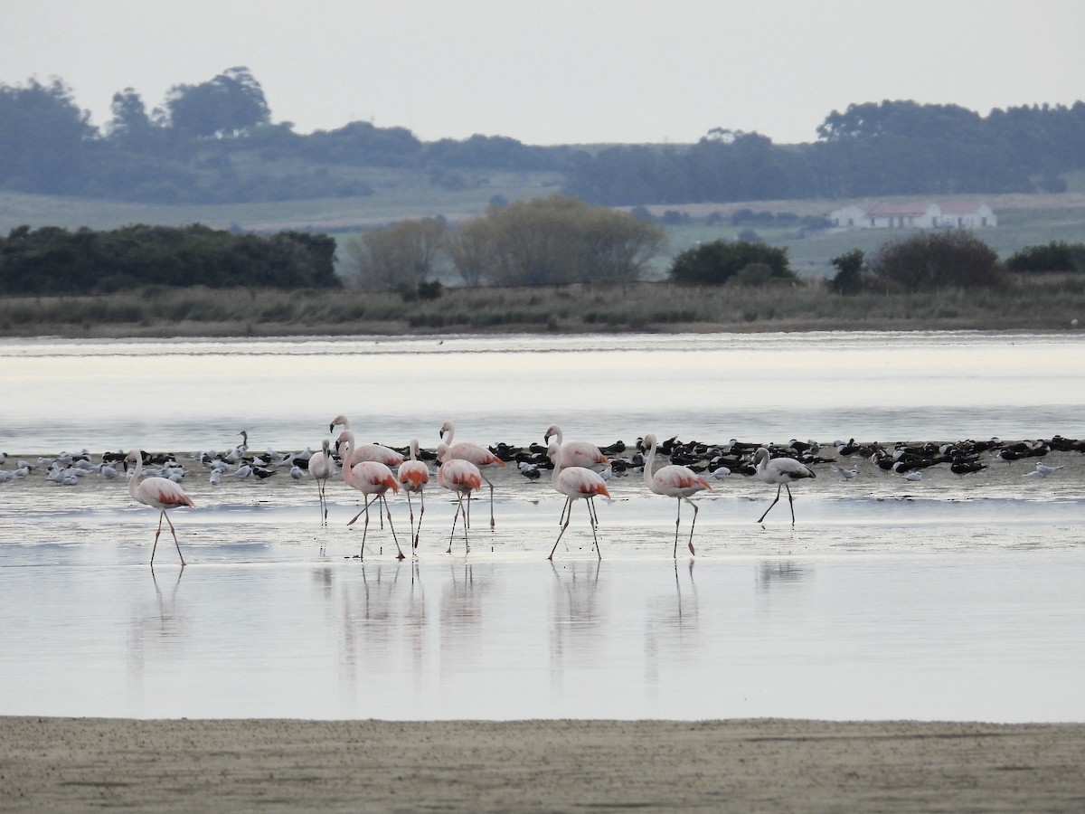 Chilean Flamingo - Alejandra Pons