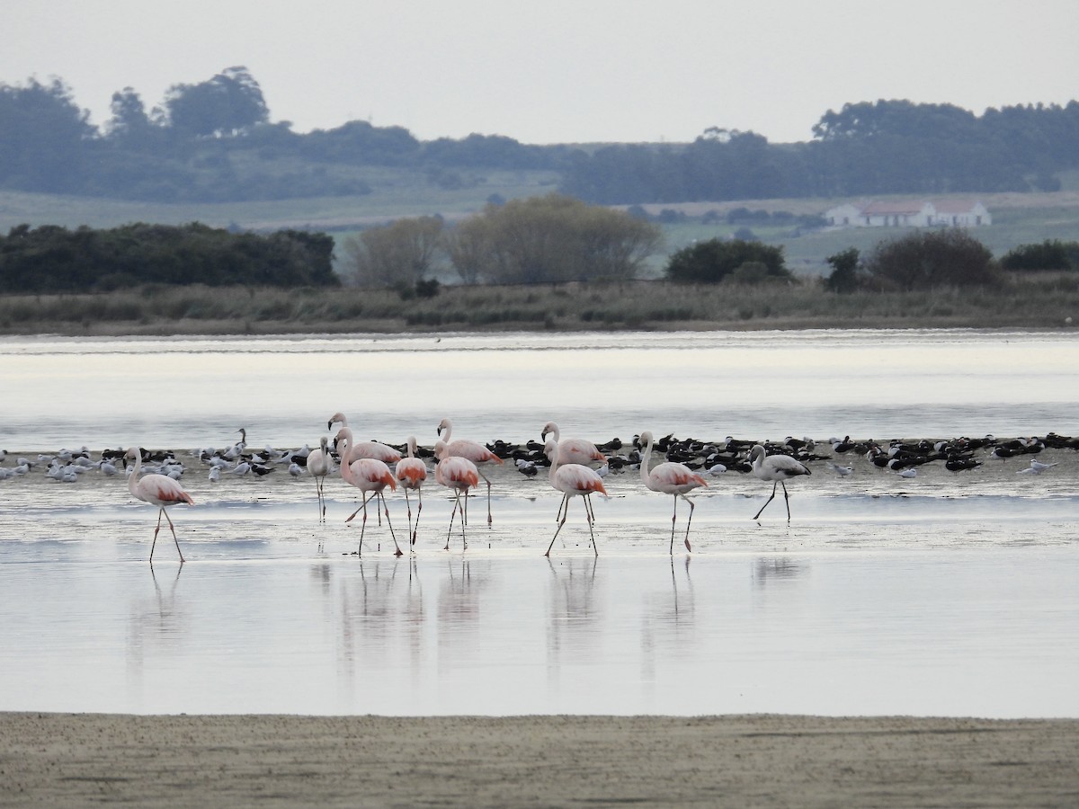 Chilean Flamingo - ML620218761