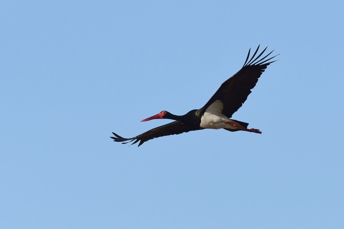Black Stork - ML620218767