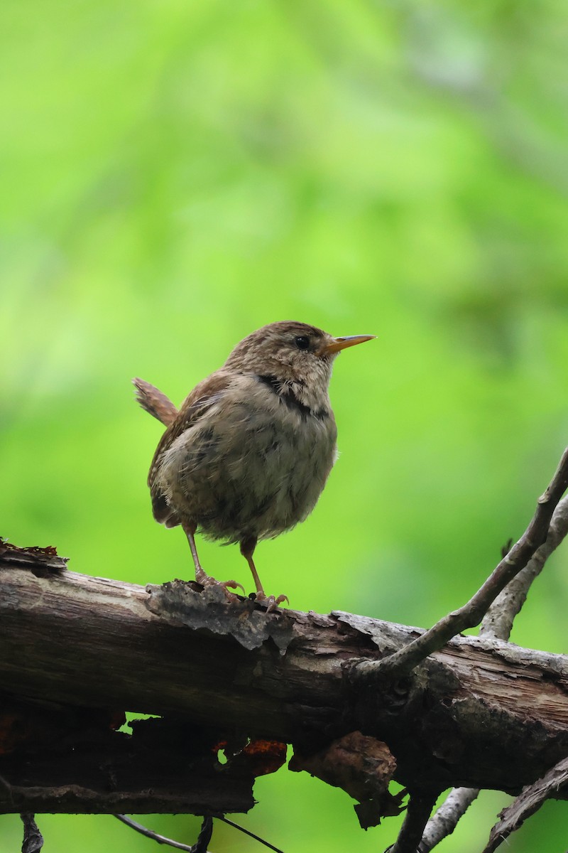 Eurasian Wren - ML620218769