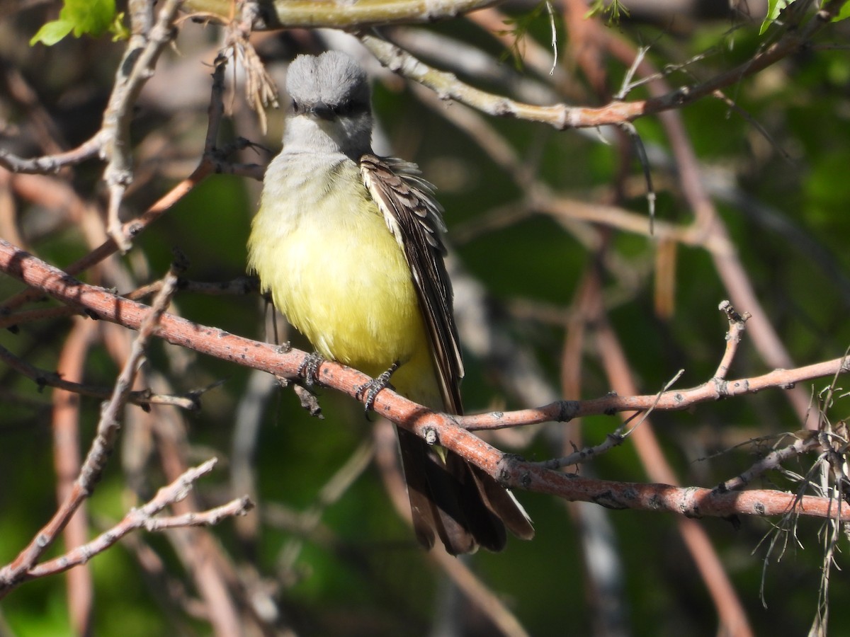 Western Kingbird - ML620218771