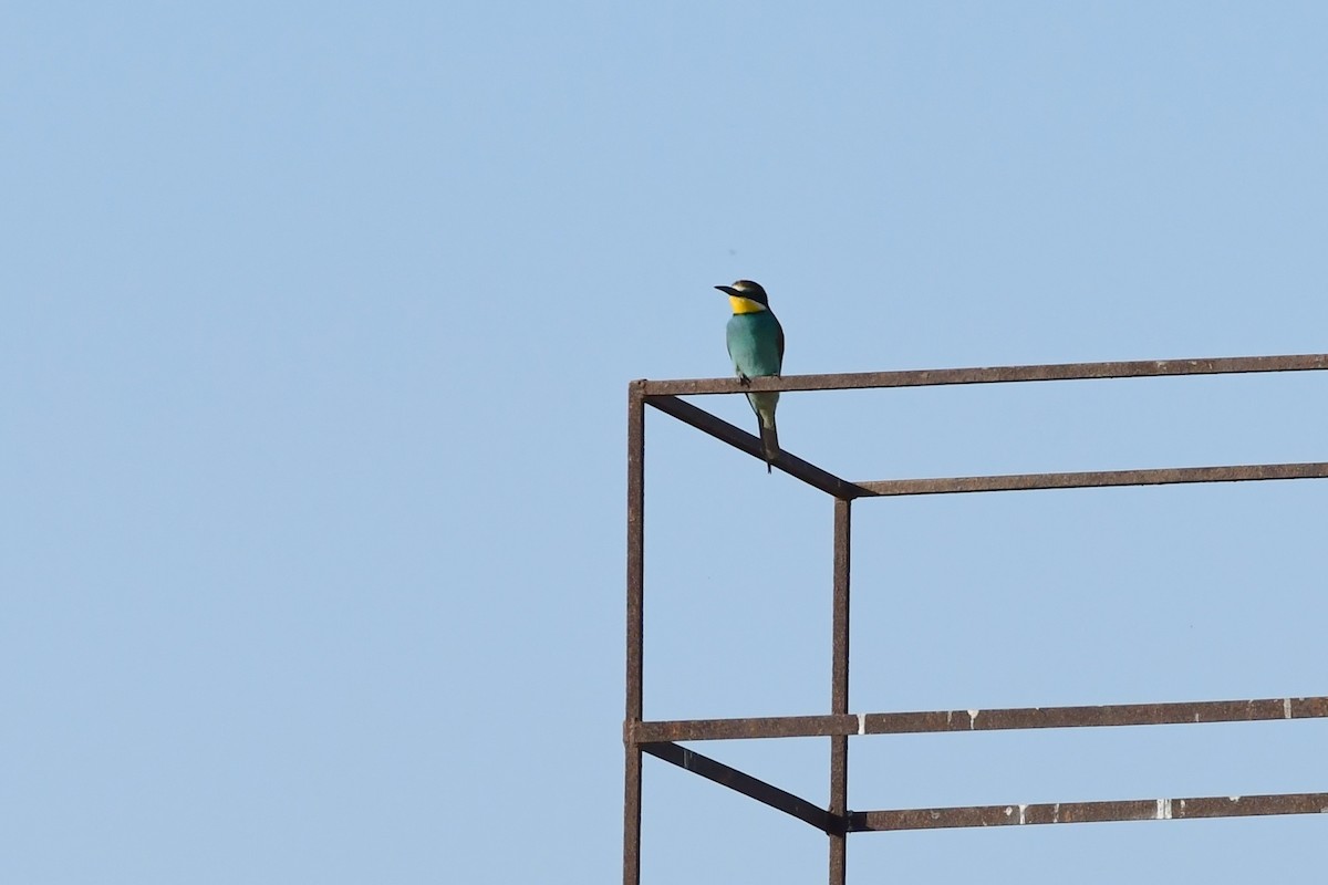 European Bee-eater - ML620218776