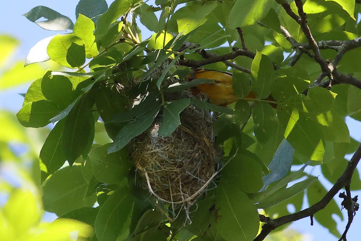 Baltimore Oriole - ML620218823