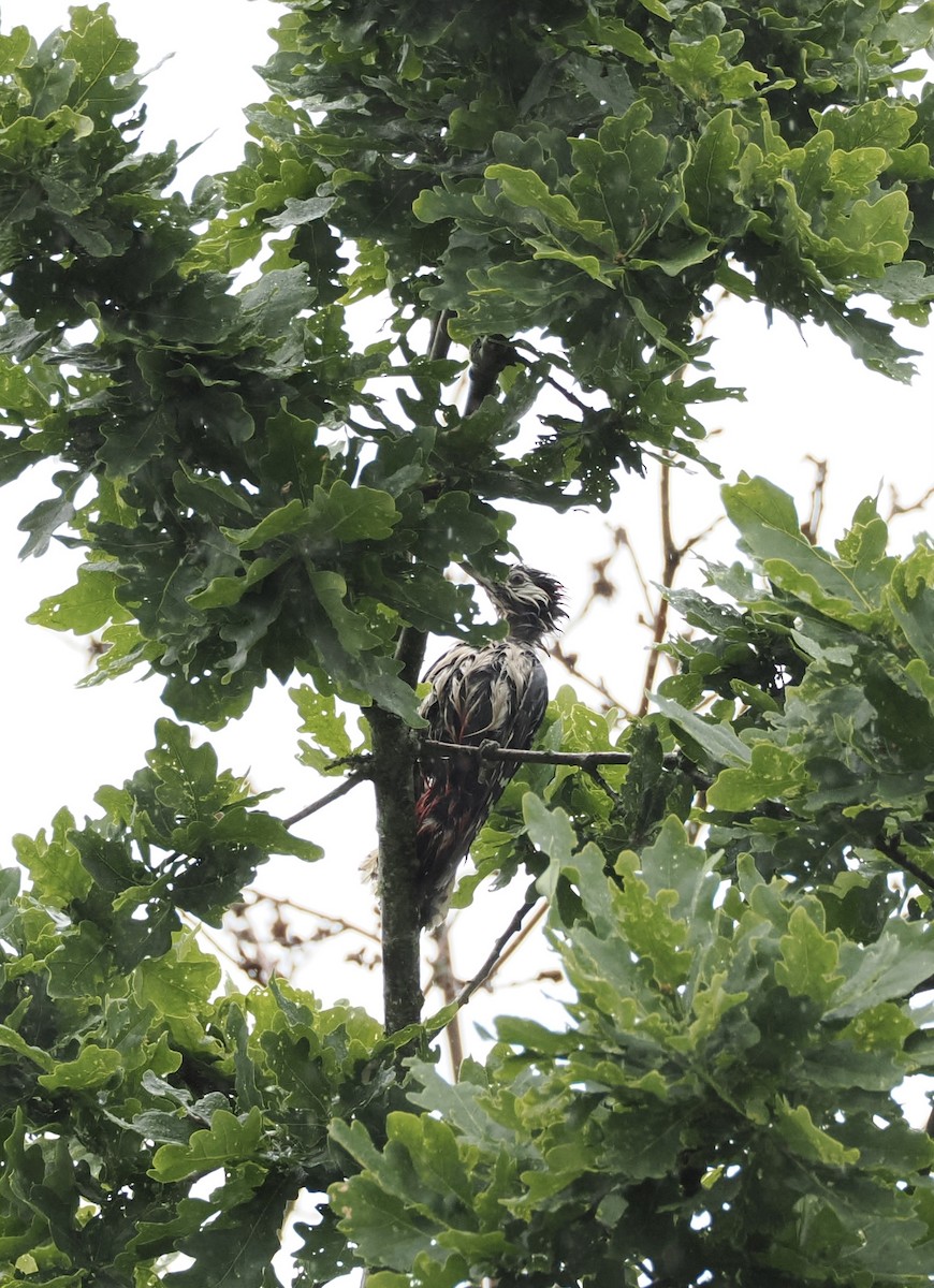 Great Spotted Woodpecker - ML620218826