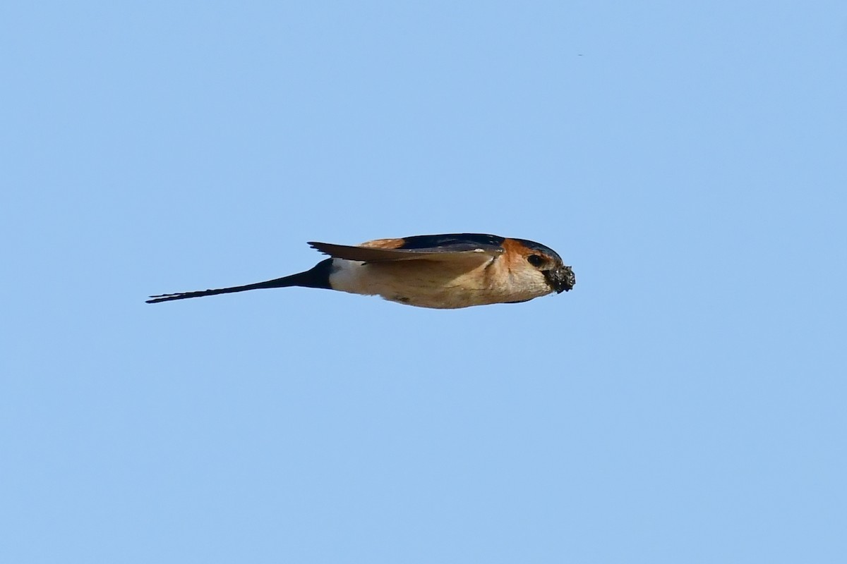 Red-rumped Swallow - ML620218827