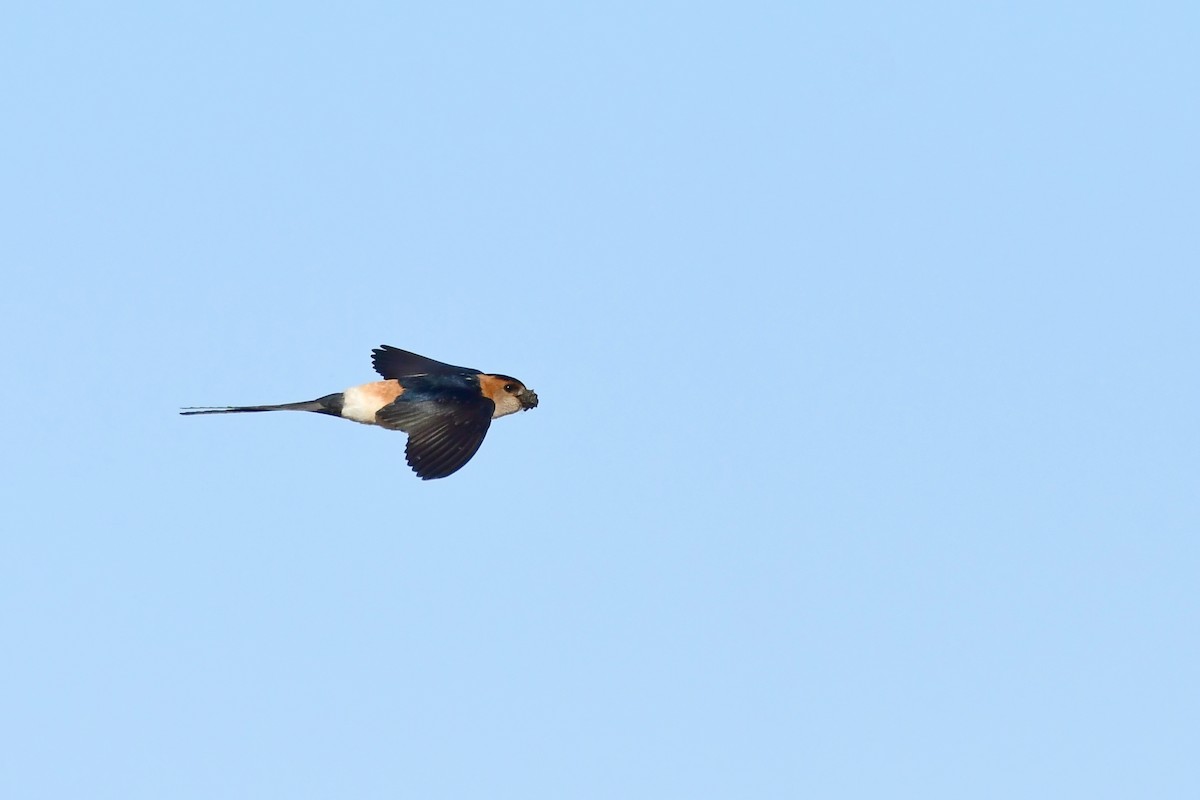 Red-rumped Swallow - ML620218829