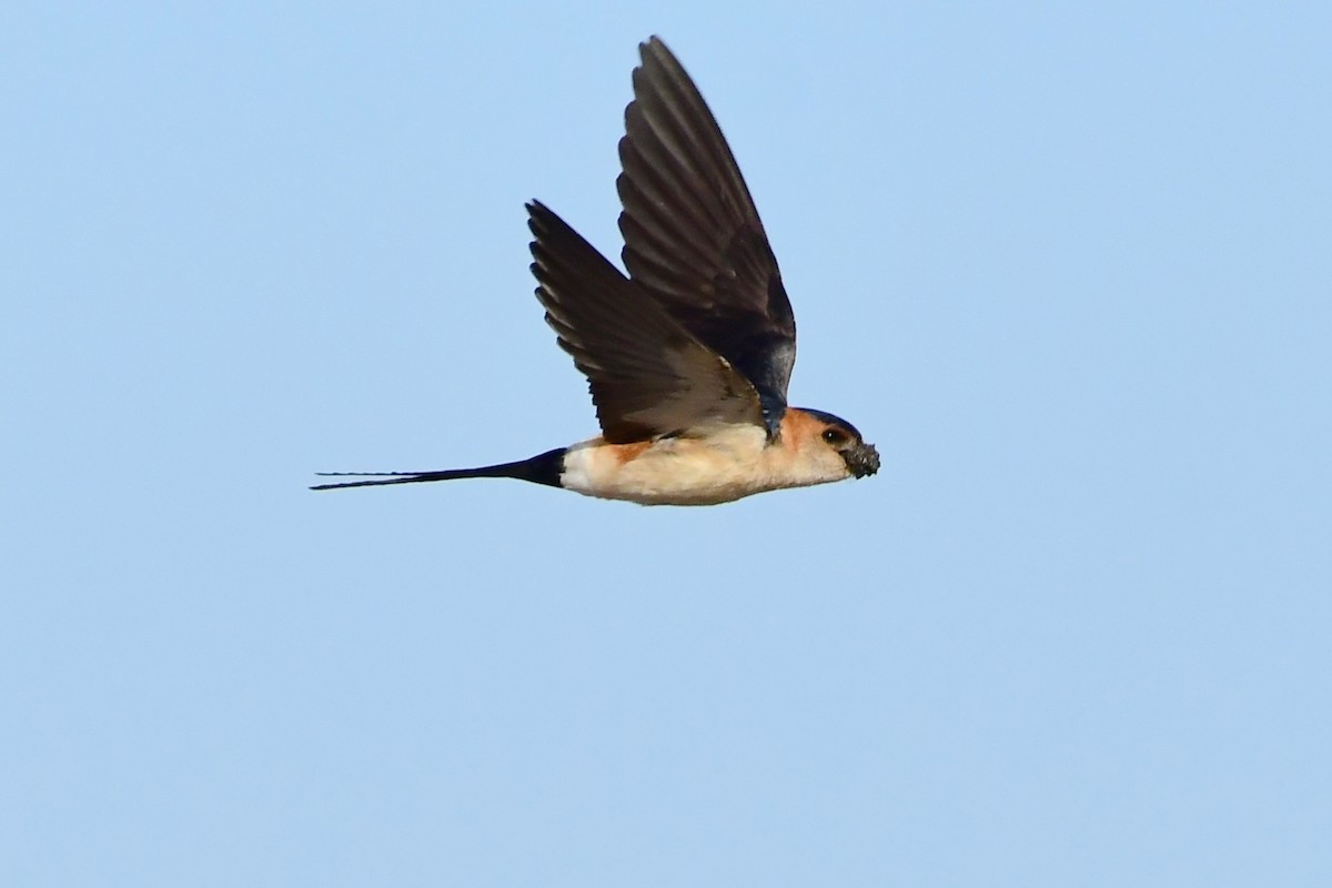 Red-rumped Swallow - ML620218830
