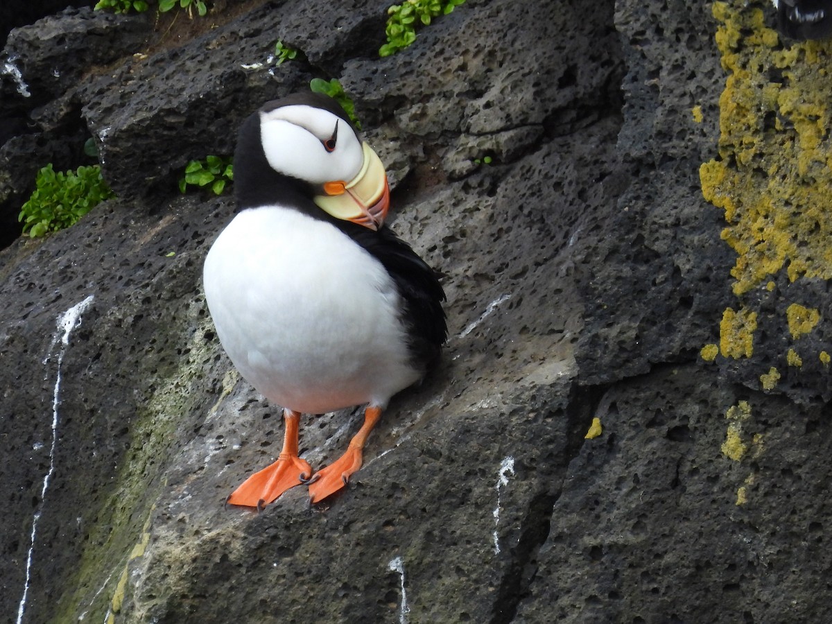 Horned Puffin - ML620218838