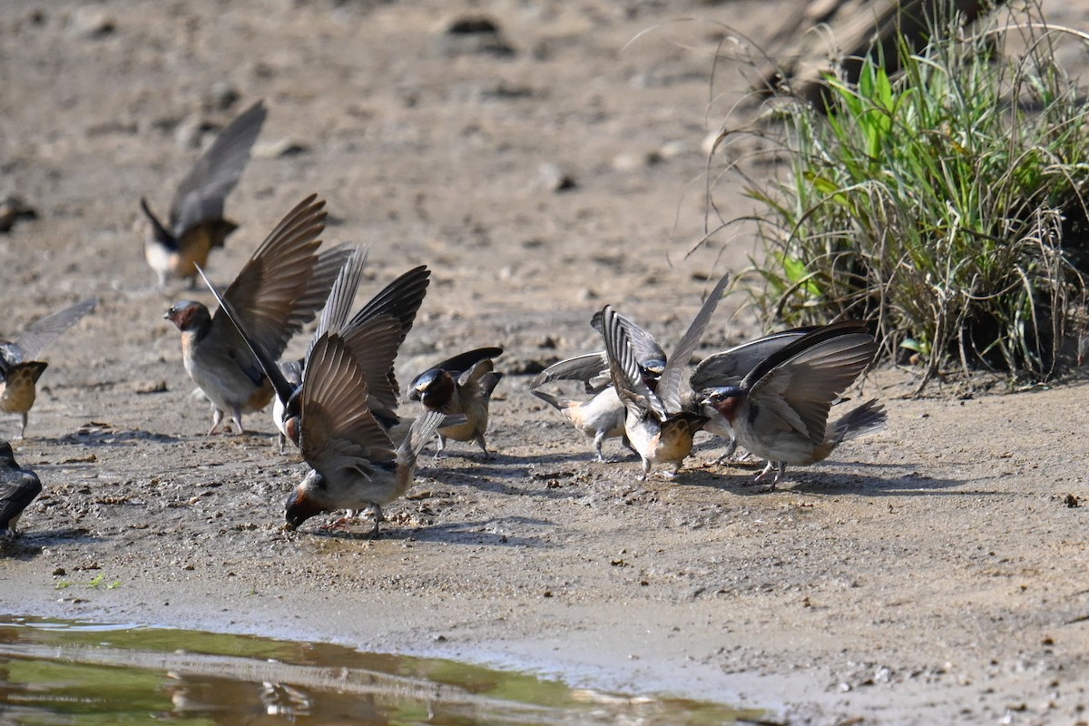 Cliff Swallow - ML620218839