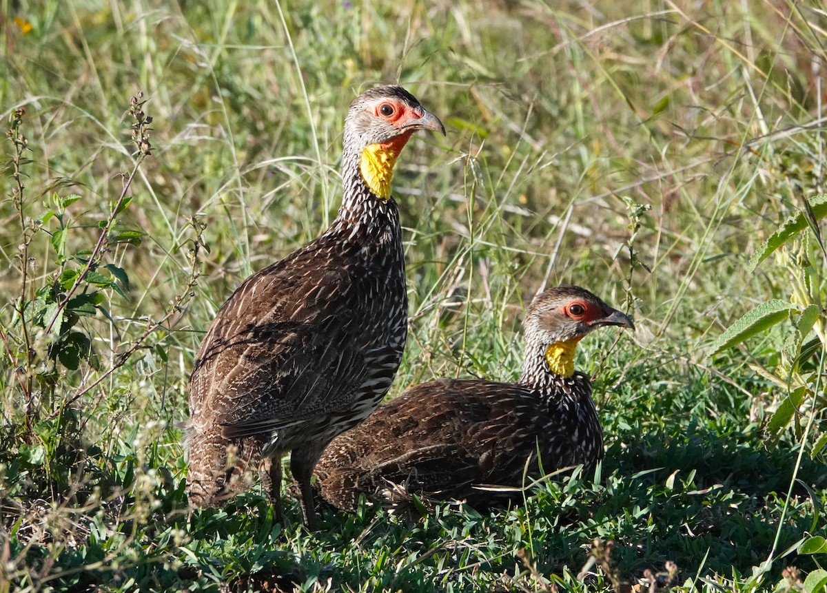 Yellow-necked Spurfowl - ML620218843