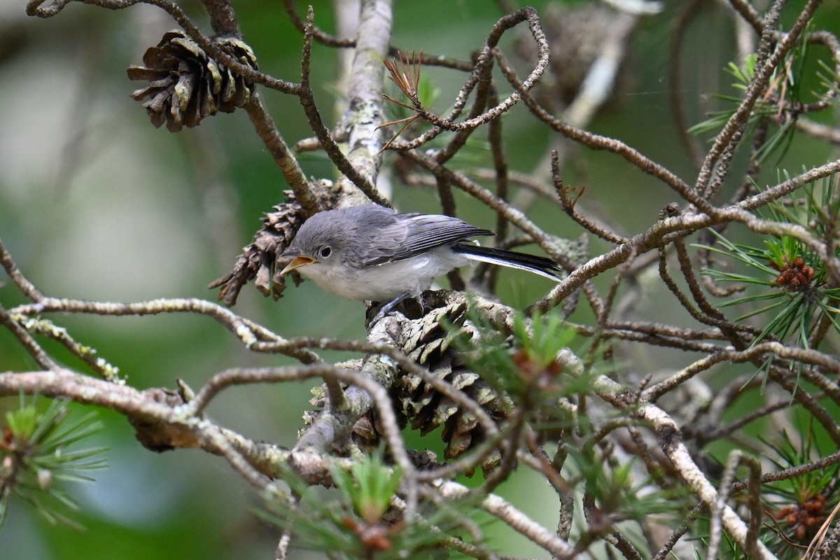 Blue-gray Gnatcatcher - ML620218847