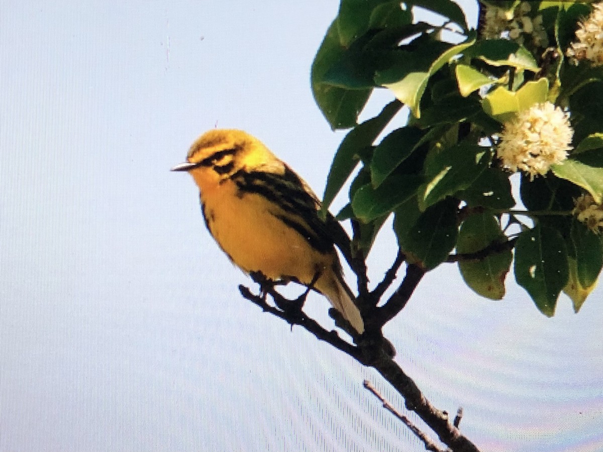 Prairie Warbler - ML620218851