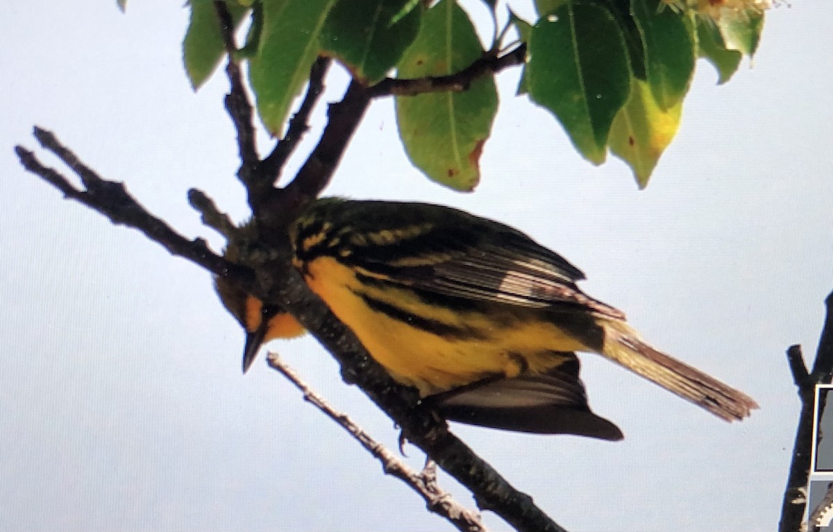 Prairie Warbler - Jules S