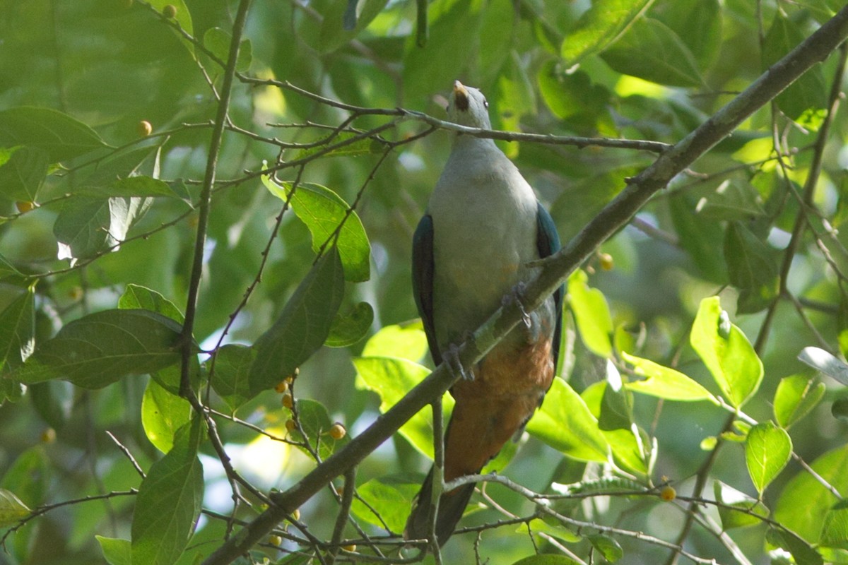 Maroon-chinned Fruit-Dove - ML620218858
