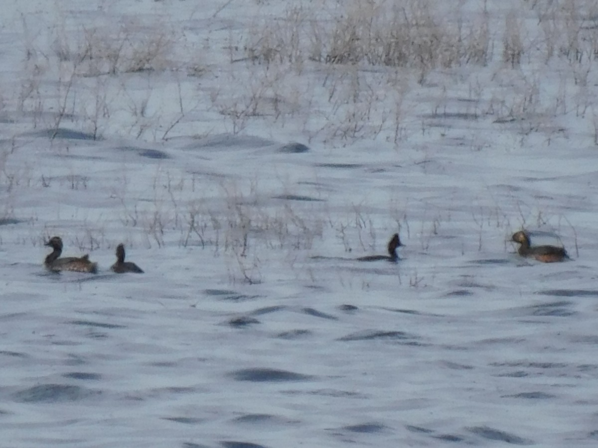 Eared Grebe - ML620218860